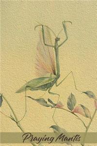 Praying Mantis