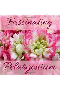 Fascinating Pelargonium 2017