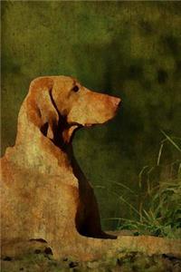 Vizsla