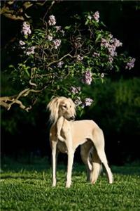 Saluki