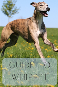 Guide to Whippet