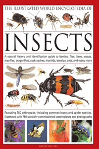 Illustrated World Encyclopedia of Insects