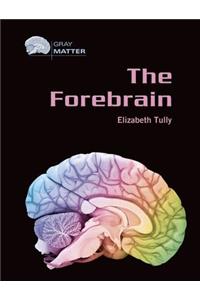 The Forebrain