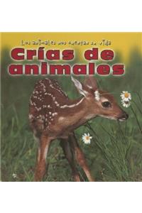 Crías de Animales (Baby Animals)