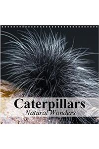 Caterpillars Natural Wonders 2018