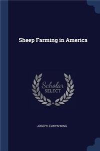 Sheep Farming in America