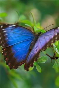 Mind Blowing Blue Butterfly 200 page lined journal