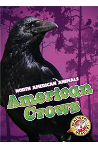 American Crows