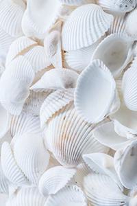 White Seashells Journal