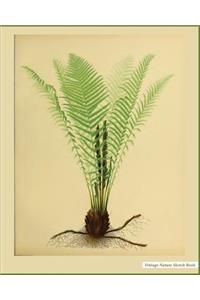 Vintage Nature Sketch Book