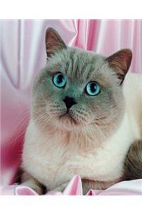 School Composition Book Blue Eyed Cat Photo 200 Pages