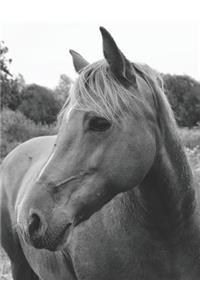 Wild Horse in Pasture Composition Notebook