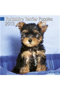 Yorkshire Terrier Puppies 2013