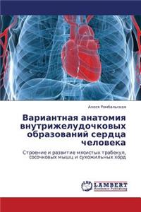 Variantnaya Anatomiya Vnutrizheludochkovykh Obrazovaniy Serdtsa Cheloveka