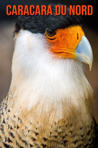 Caracara du Nord