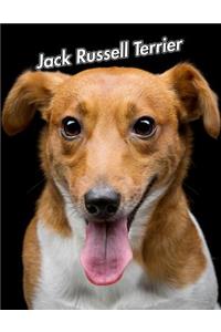 Jack Russell Terrier