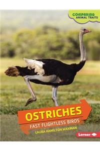 Ostriches