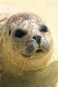 Hello There Sweet Seal Close-Up Journal