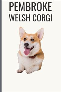 Pembroke Welsh Corgi