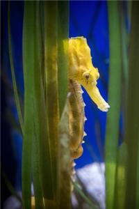 Shy Yellow Seahorse Journal