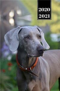 Great Dane Dog Calendar Week Planner 2020 / 2021 - Dreamy Look