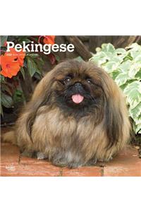 Pekingese 2020 Square