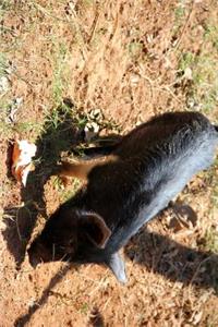 Cute Little Black Pig Piglet Journal