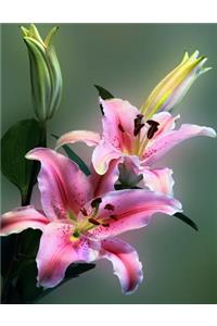 Lily Notebook