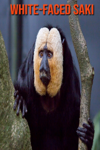 White-Faced Saki