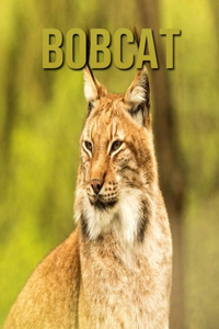 Bobcat