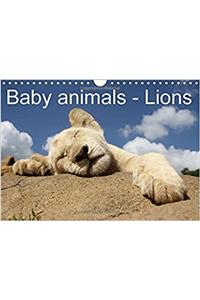 Baby Animals - Lions 2017