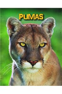Pumas