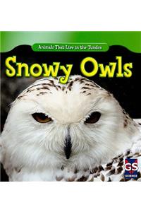 Snowy Owls