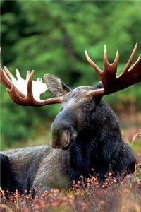 Portrait of a Moose Journal