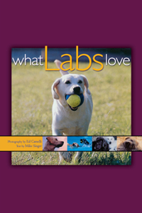 What Labs Love