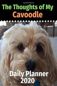 The Thoughts of My Cavoodle