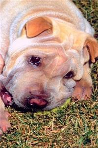 2020 Daily Planner Resting Dog Photo 388 Pages