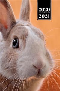 Rabbit Bunny Hare Rodent Week Planner Weekly Organizer Calendar 2020 / 2021 - Big Eyes