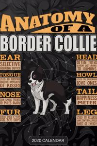 Anatomy Of A Border Collie