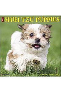 Just Shih Tzu Puppies 2018 Calendar