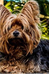 Super Cute Yorkshire Terrier Dog Journal