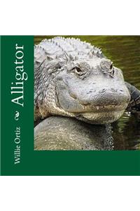 Alligator