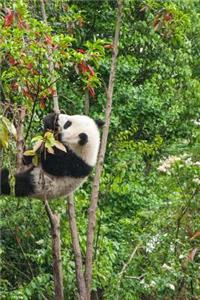 Darling Panda Hanging in the Trees