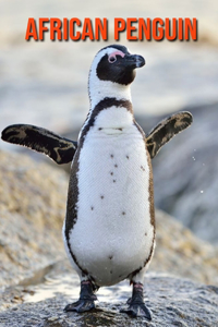 African Penguin