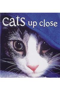 Cats Up Close