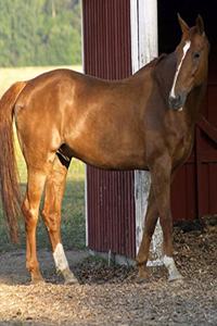 Horse Photo School Composition Book Equine Standing Chestnut