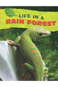 Life in a Rain Forest