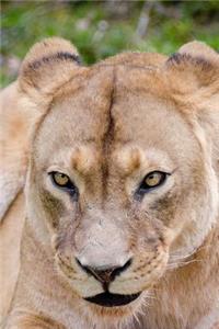 The Lioness Says, Are You Looking at Me? Journal: 150 Page Lined Notebook/Diary