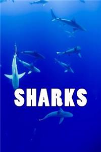 Sharks (journal / notebook)