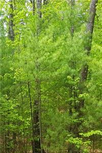 Journal Springtime Evergreens